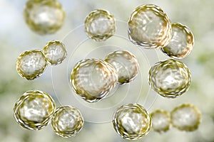 Blastomyces dermatitidis fungi, the causative agent of the disease blastomycosis photo