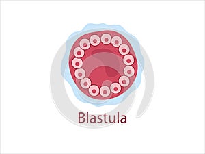 Blastula