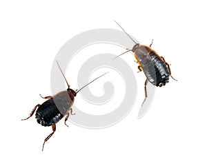 Blatta orientalis - common black cockroaches, white background