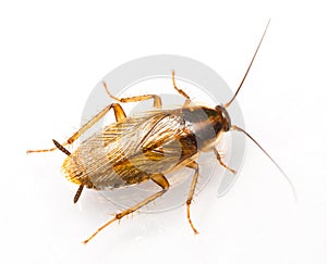 Blattella germanica german cockroach