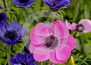 Blau, lila blooming Anemonen. Colorful flowers in spring garden. Landscape. Close up