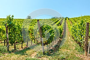 Blauburger grapes in a vineyard in Hungary