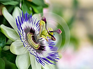 Blaue Passiflora, Passiflora caerulea, Heimat ist Nordargentinien und SÃƒÂ¼dbrasilien