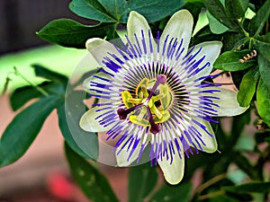 Blaue Passiflora, Passiflora caerulea, Heimat ist Nordargentinien und SÃƒÂ¼dbrasilien