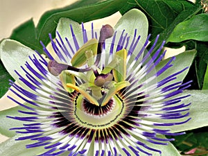 Blaue Passiflora, Passiflora caerulea, Heimat ist Nordargentinien und SÃ¼dbrasilien