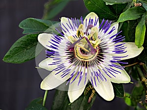 Blaue Passiflora, Passiflora caerulea, Heimat ist Nordargentinien und SÃ¼dbrasilien