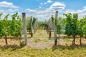 Blauer Portugeiser and BlaufrÃÂ¤nkisch grapes in vineyard photo