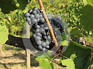 Blaufrankisch grape , Blue Frankish in english, hanging on vine just before the harvest