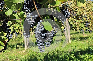 Blaufrankisch grape, Blue Frankish in english, hanging on vine just before the harvest.