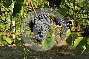 Blaufrankisch grape hanging on vine just before the harvest. In USA is known as Lemberger.