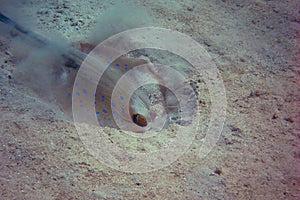 Blaupunktrochen versteck im sand