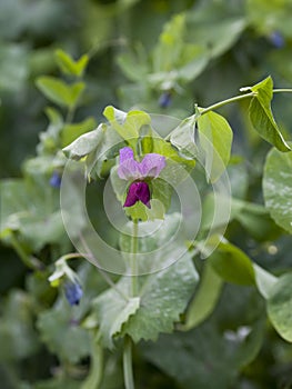 Blauschokker Blue Pod Pea -  beautiful edible plants grown for dark sweet pods and green pea shoots