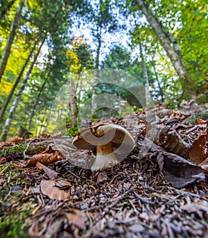 Blausee Nature Park - Mushroom II