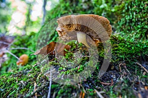 Blausee Nature Park - Mushroom III