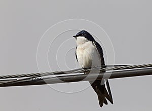 Blauw-witte Zwaluw, Blue-and-white Swallow, Pygochelidon cyanoleuca