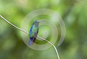 Blauwbuikamazilia, Steely-vented Hummingbird, Amazilia saucerottei photo