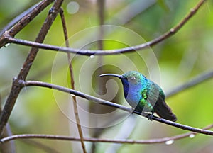 Blauwbuiksabelvleugel, Lazuline Sabrewing, Campylopterus falcatus photo