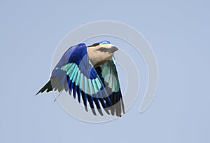 Blauwbuikscharrelaar, Blue-bellied Roller, Coracias cyanogaster