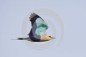 Blauwbuikscharrelaar; Blue-bellied Roller; Coracias cyanogaster