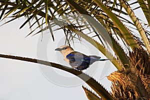 Blauwbuikscharrelaar; Blue-bellied Roller; Coracias cyanogaster