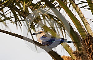 Blauwbuikscharrelaar; Blue-bellied Roller; Coracias cyanogaster