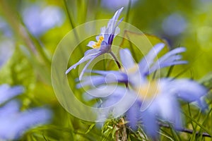 Blauwe anemoon, Apennine Windflower, Anemone apennina