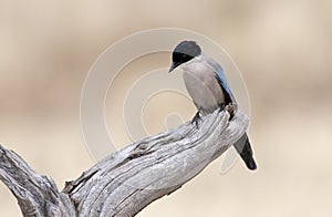 Blauwe Ekster, Azure-winged Magpie, Cyanopica; cyanus