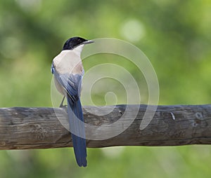 Blauwe Ekster, Azure-winged Magpie, Cyanopica; cyanus