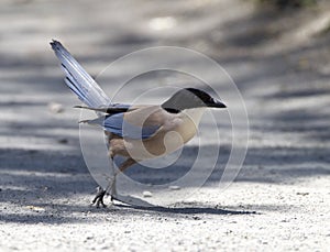 Blauwe Ekster, Azure-winged Magpie, Cyanopica; cyanus