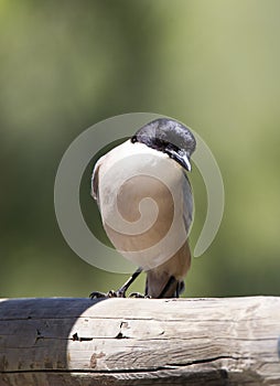 Blauwe Ekster, Azure-winged Magpie, Cyanopica; cyanus