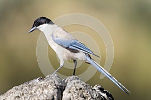 Blauwe Ekster, Iberian Magpie, Cyanopica cooki