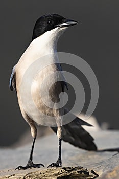 Blauwe Ekster, Iberian Magpie, Cyanopica cooki