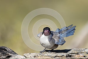 Blauwe Ekster, Iberian Magpie, Cyanopica cooki