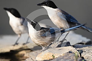 Blauwe Ekster, Iberian Magpie, Cyanopica cooki