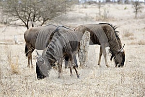 Blauwe Gnoe, Blue Wildebeest, Connochaetes taurinus