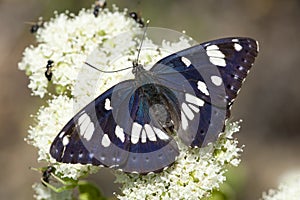 Blauwe ijsvogelvlinder, Southern White Admiral