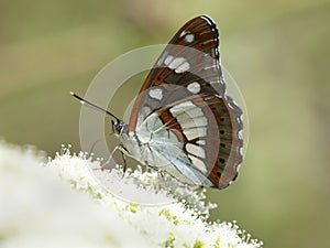 Blauwe ijsvogelvlinder, Southern White Admiral