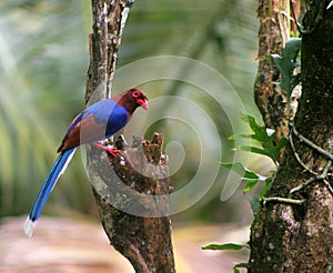 Blauwe Kitta, Ceylon Magpie, Urocissa ornata
