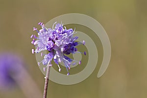 Blauwe knoop, Devils-bit Scabious, Succisa pratensis