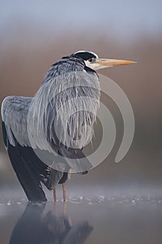 Blauwe Reiger, Grey Heron, Ardea cinerea