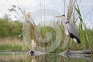 Blauwe Reiger, Grey Heron, Ardea cinerea