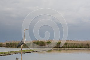 Blauwe Reiger, Grey Heron, Ardea cinerea