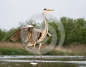 Blauwe Reiger, Grey Heron, Ardea cinerea