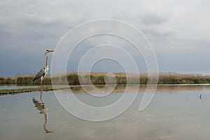 Blauwe Reiger, Grey Heron, Ardea cinerea