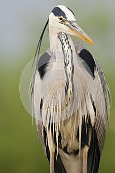 Blauwe Reiger, Grey Heron, Ardea cinerea