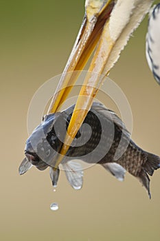 Blauwe Reiger, Grey Heron, Ardea cinerea