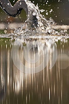 Blauwe Reiger, Grey Heron, Ardea cinerea photo