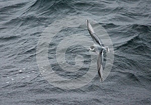 Blauwe Stormvogel, Blue Petrel, Halobaena caerulea photo