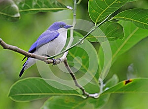 Blauwe Vanga (Comoro), Blue Vanga, Cyanolanius madagascarinus ssp Comoro