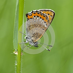 Blauwe vuurvlinder, Violet Copper, Lycaena helle